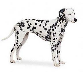 dalmatian inches height dalmation breeds dogs