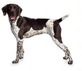 Puppy Education - Breed Section - German Shorthaired Pointer