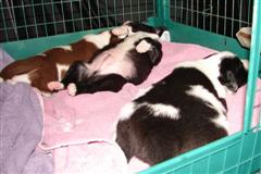 Newborn Puppies sleeping, one on his back