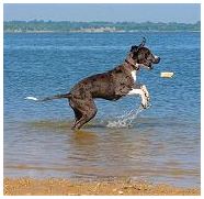 Juvenile Great Dane and Yellow Lab playing in the water