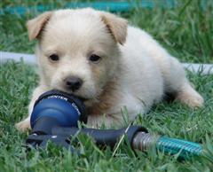 Cute Puppy chewing on a water hose