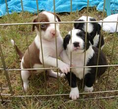 Cute Puppies in a puppy pen