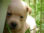 Cute Puppy Pictures